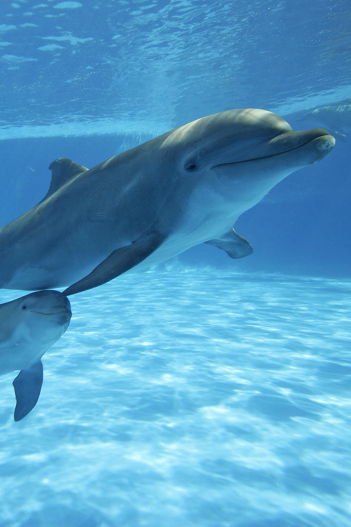 真红之刃最新版下载